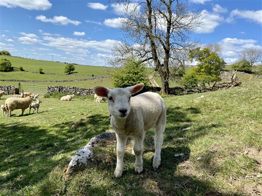 sheep on fields 