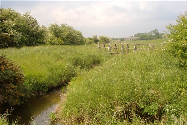 Species rich grassland by the stream
