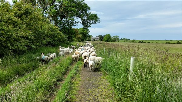 Moving the sheep to new pastures