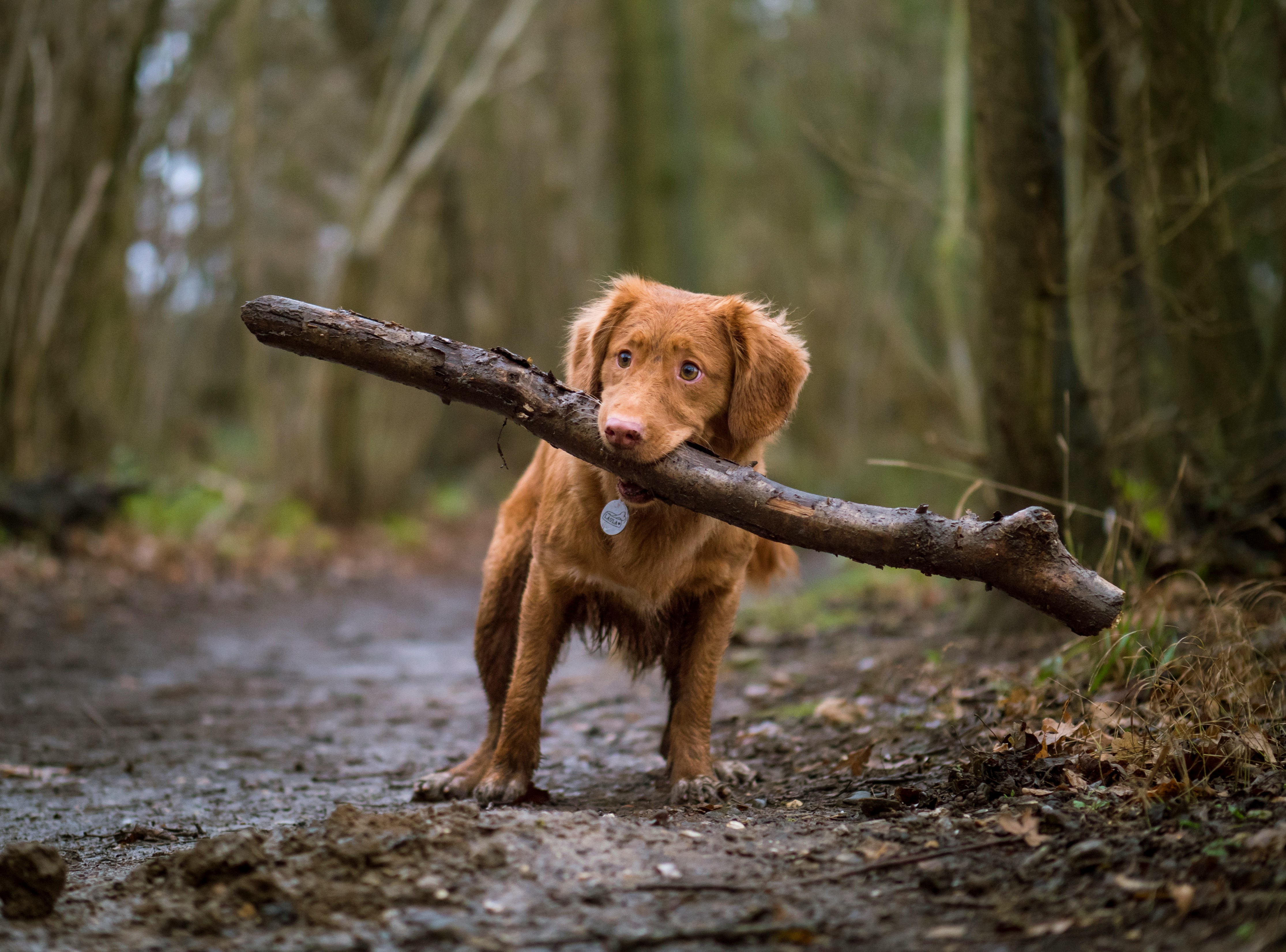 dog friendly farm holidays