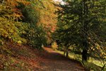 Best Places to Experience Autumn Colours in the UK