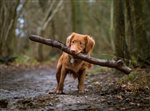 Dog Friendly Farm Holidays in the UK