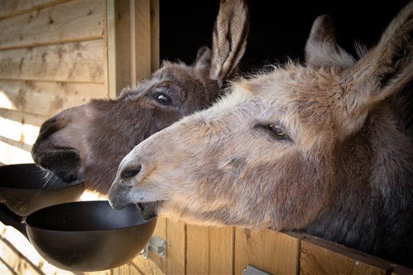 Meet our donkeys