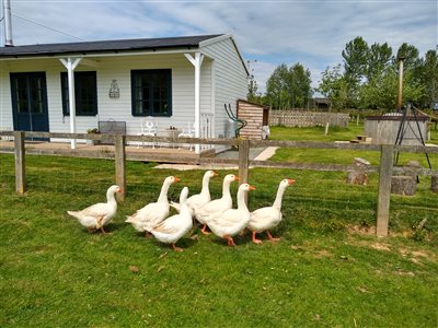 Middle Stone Farm Glamping