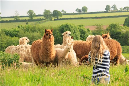 Middle Stone Farm Glamping