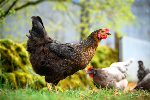 chickens in farmyard