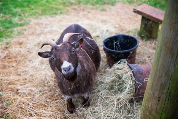 Shiela the Pygmy goat
