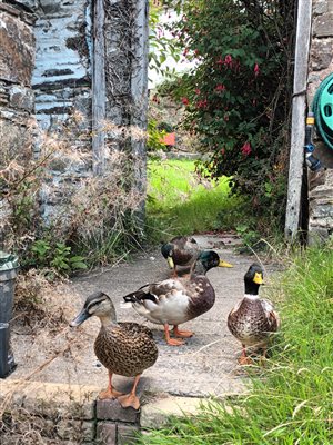 Ducks on garden steps