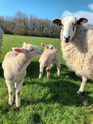 Lambs and ewe in the paddock