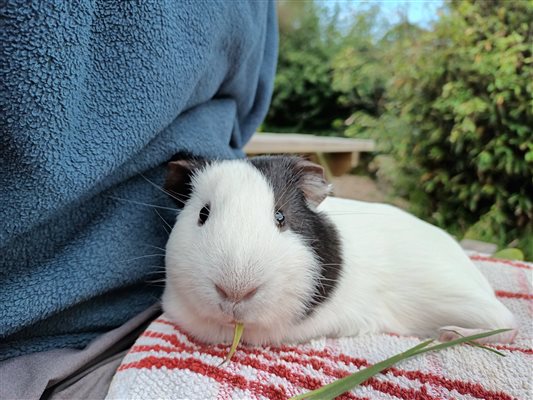 Snuggle a guinea pig