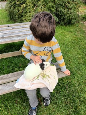 Boy feeding a guinea pig