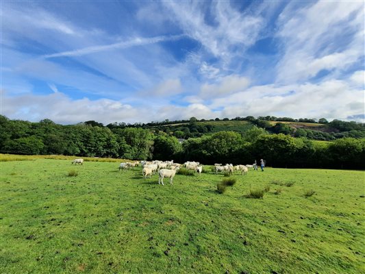 Flock of sheep enjoying the paddock on a sunny day