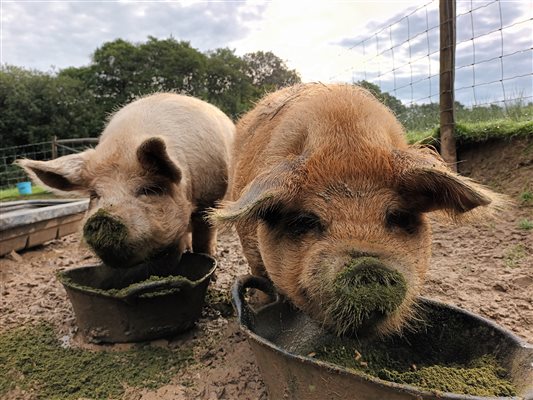 Join us for the Kunekune pig's feed time