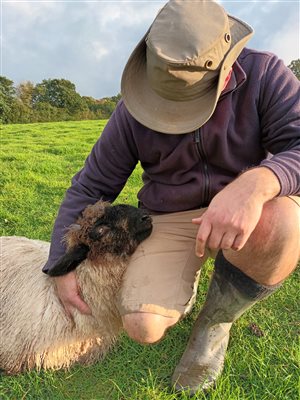 Cuddle a sheep