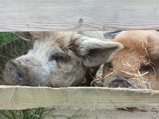 Kunekune pigs