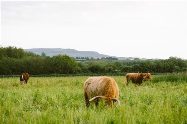 Highland cattle