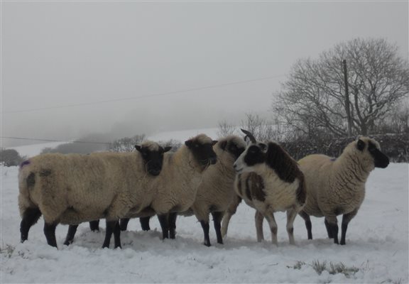 Treberfedd Farm Holiday Cottages Eco Holidays sheep in winter