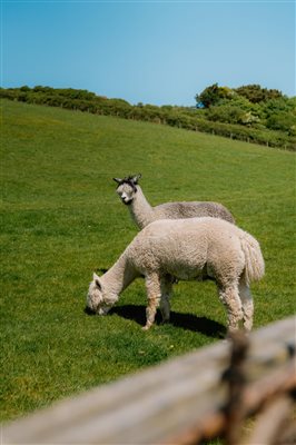 Alpacas