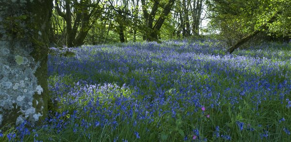 Bluebell wood by Abbotsway Cottage