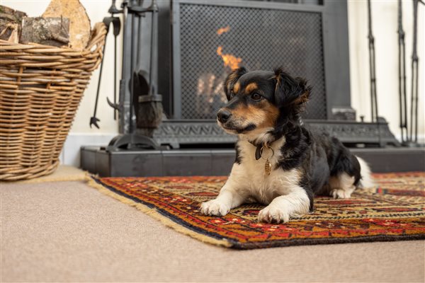 Dog relaxing on hearth rug in front of open fire