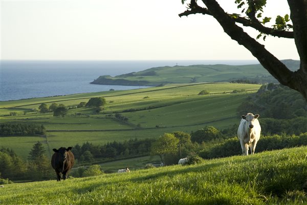 Views from the top of the farm over the Solway Firth, with cows in foreground