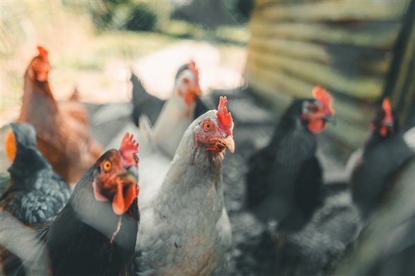 Life on The Farm at Green Farm