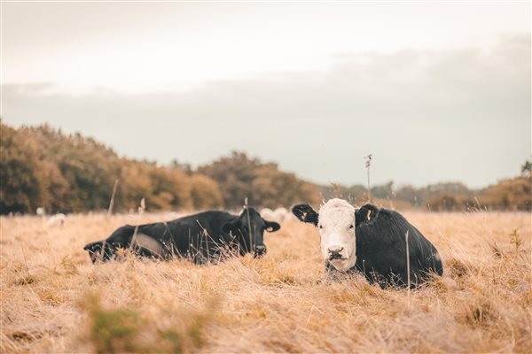 Cows at Green Farm