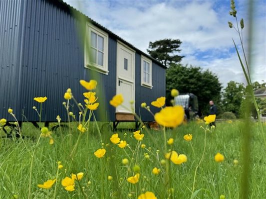 hut flowers