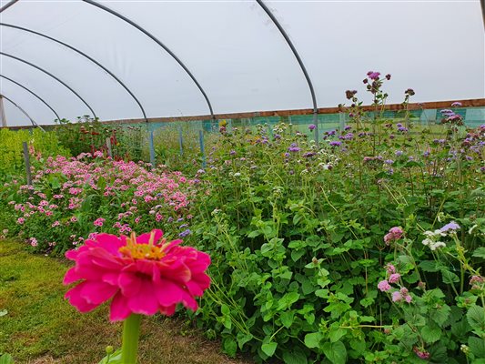 Inside flower tunnel