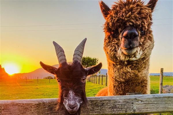 pygmy goat and alpaca snowdonia accommodation farm holidays sunset views dog friendly