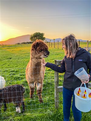 feeding Teddy the alpaca at Snowdonia Holidays Tyddyn Du Farm Eryri North Wales