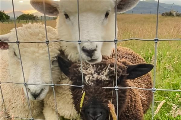 cute lambs snowdonia accommodation farm holidays Eryri north Wales dog friendly