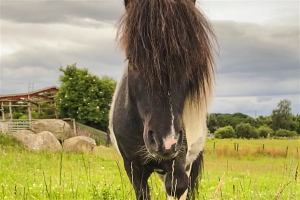 miniature Shetland pony snowdonia accommodation Eryri farm holidays