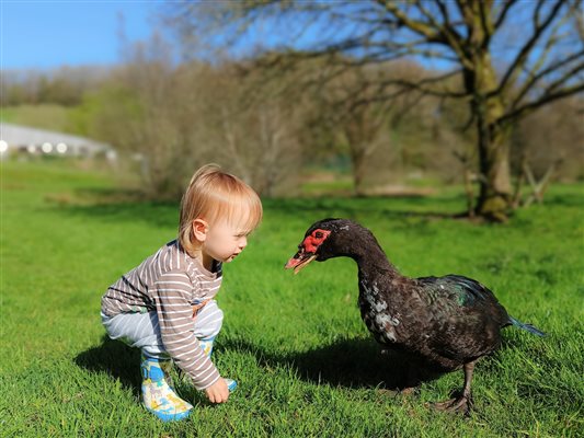 Meet a duck