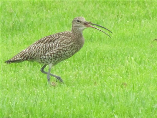 curlew