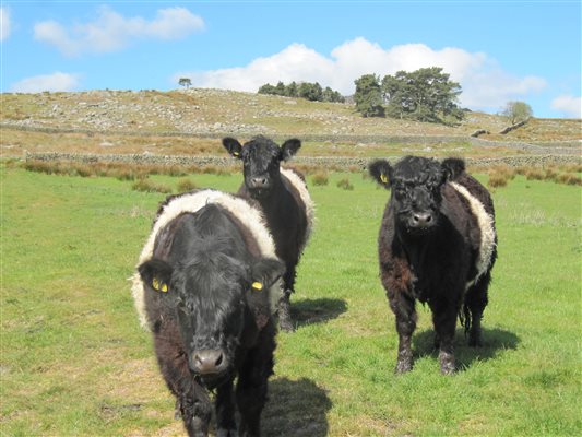 belties