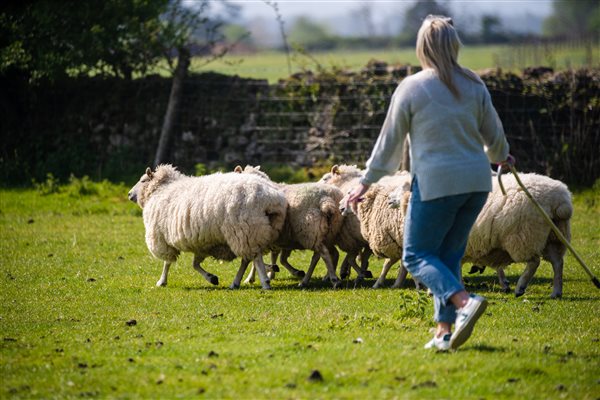 Sheep herding experiences available!