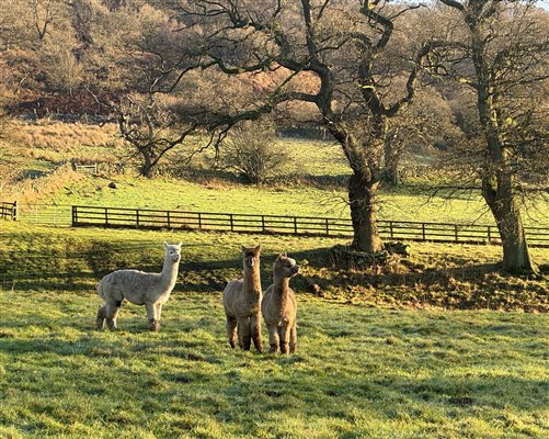 Our alpacas